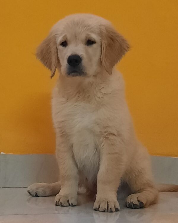 how much does a golden retriever puppy cost in india